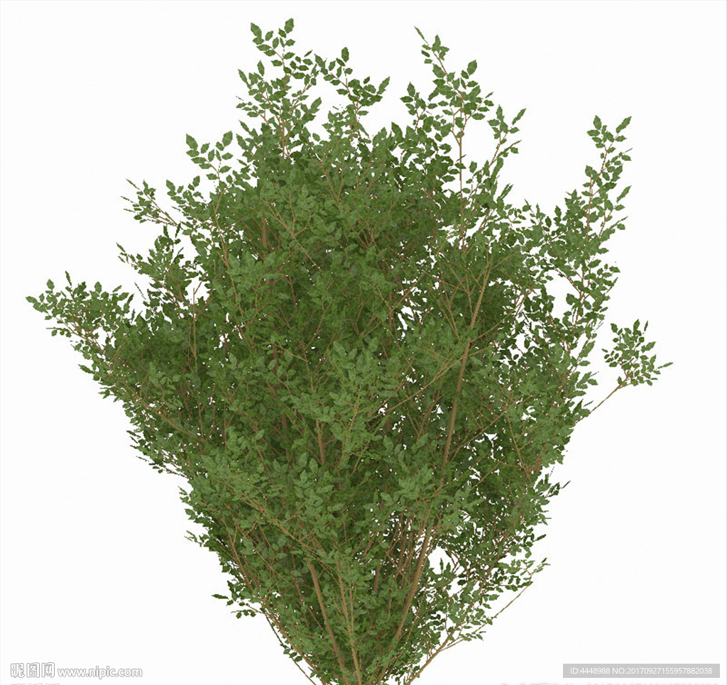 欣赏性室外植物模型