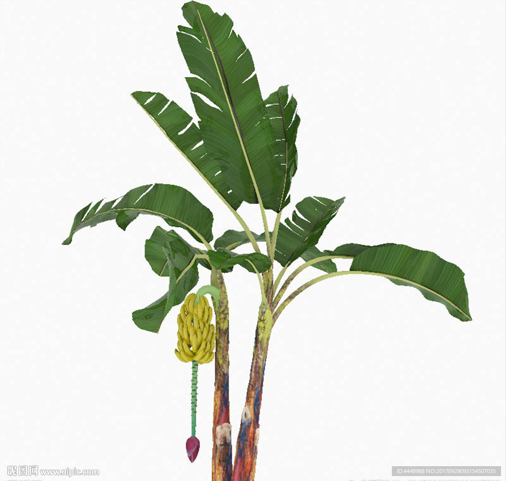 芭蕉树模型