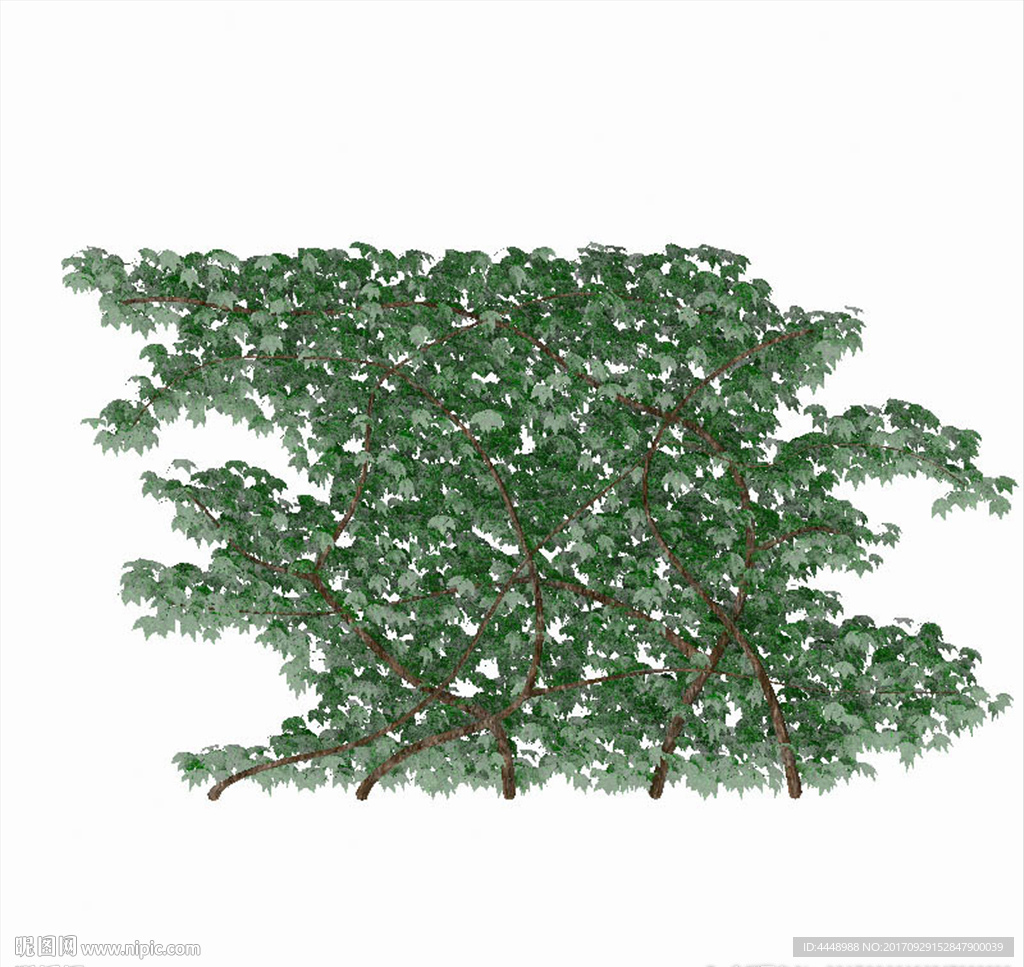 藤植物模型