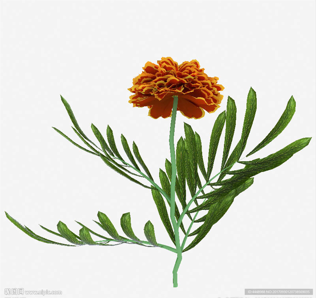 大朵芙蓉花模型
