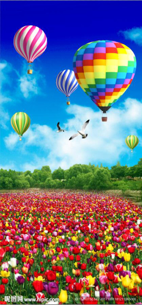 蓝天白云郁金香