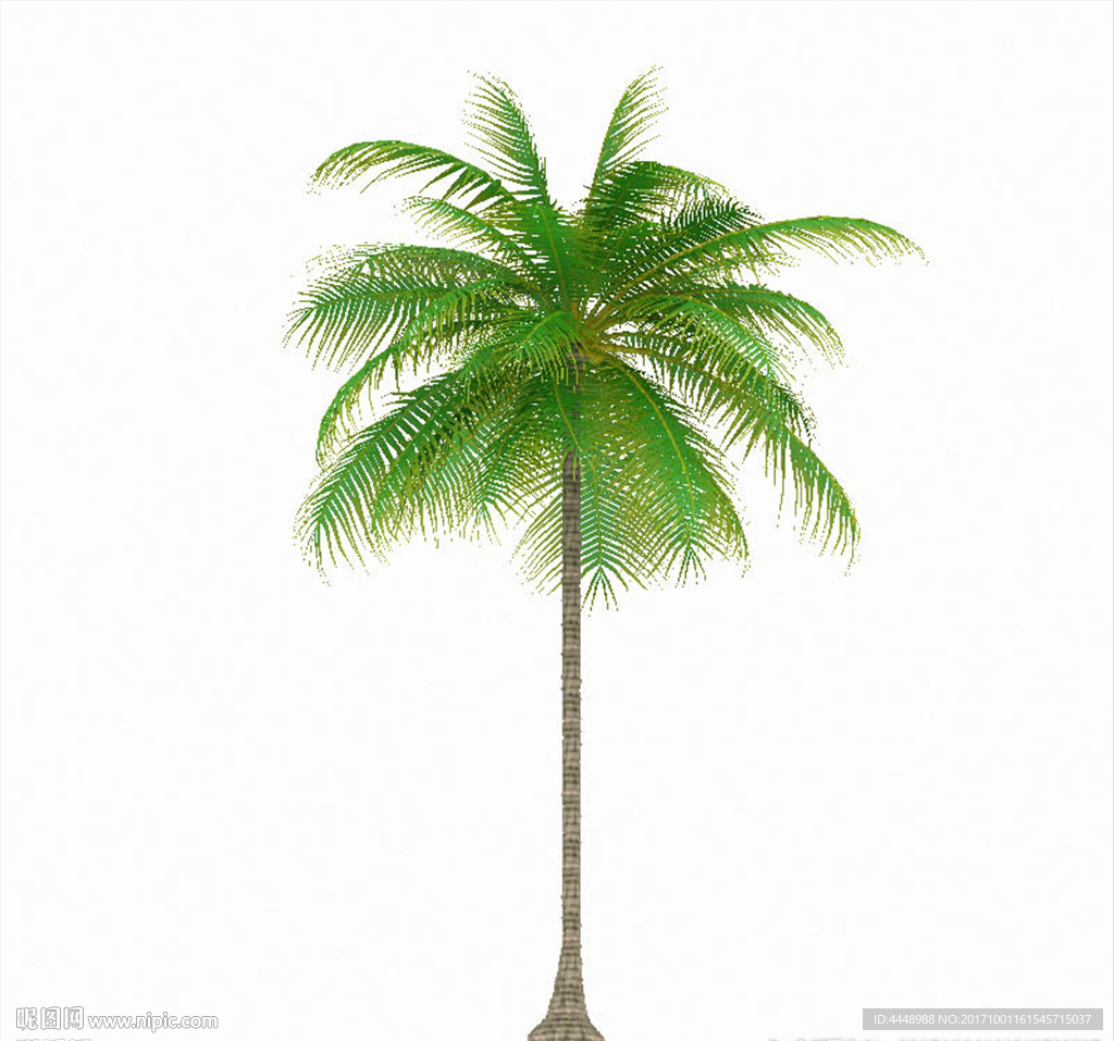 热带棕榈模型