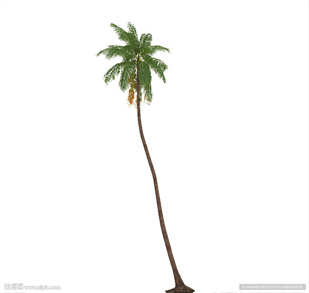 蒲葵树植物模型