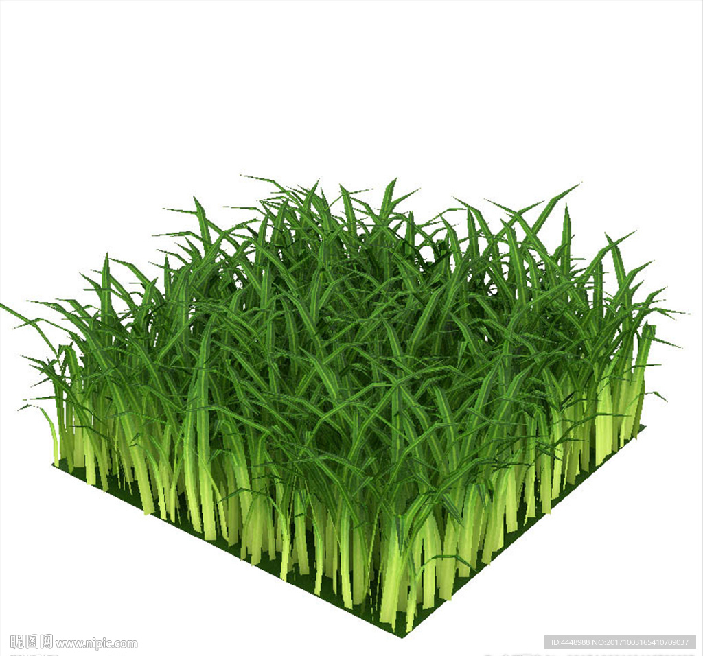 丛草植物模型