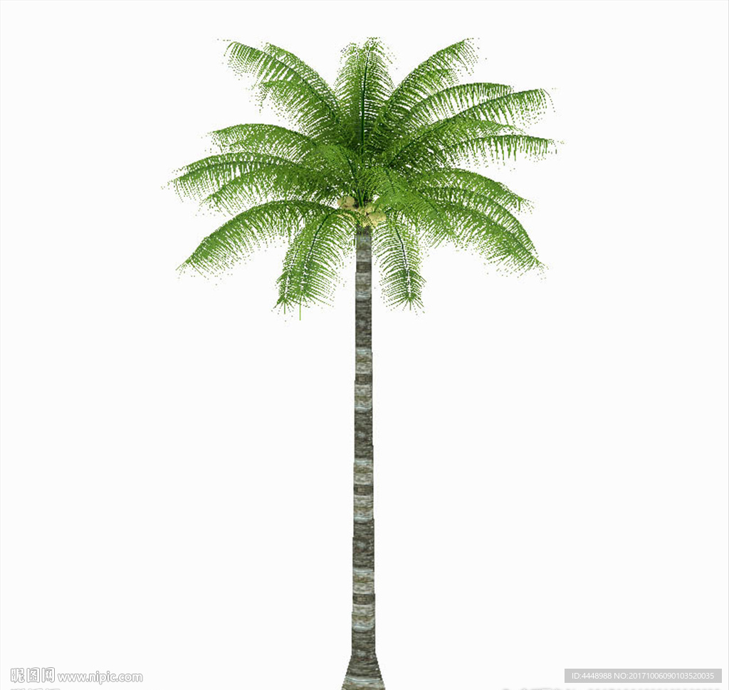 热带棕榈模型