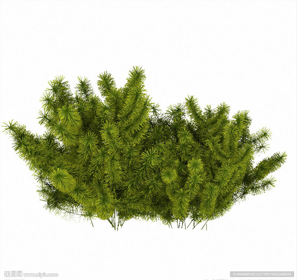绿色丛生植物模型