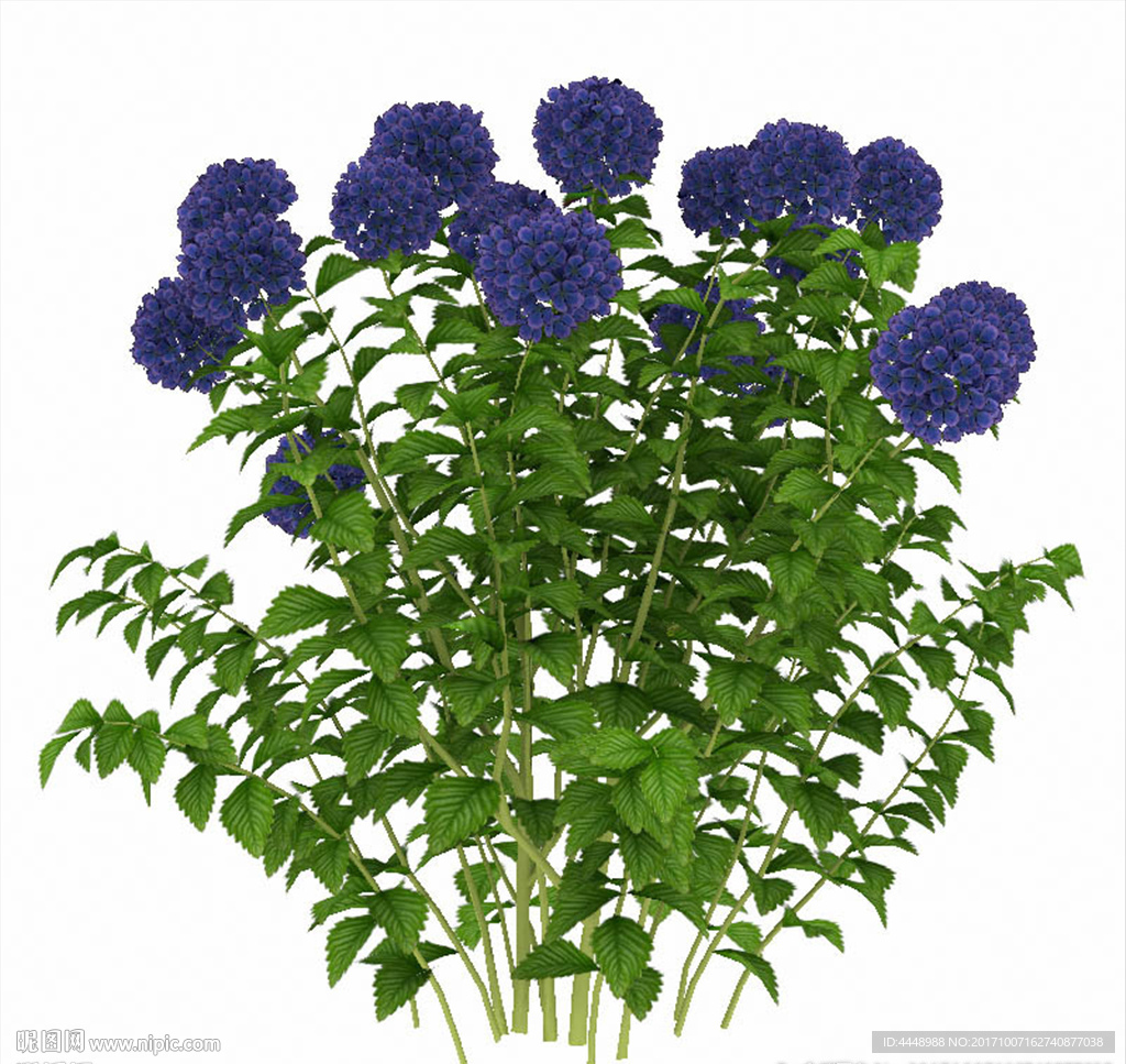 蓝色花朵植物模型
