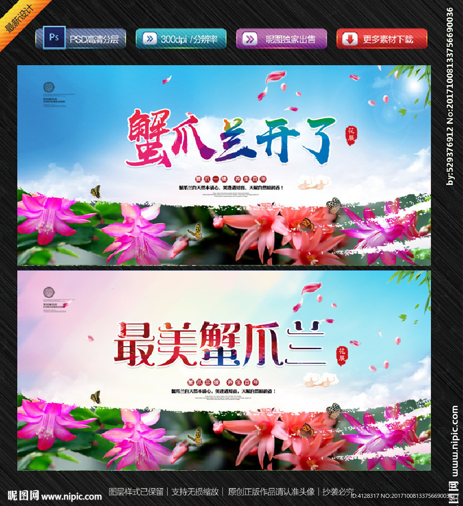 蟹爪兰