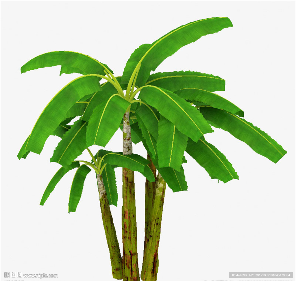 芭蕉树模型