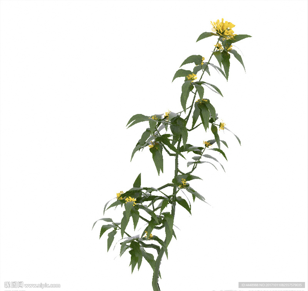 单株菊花模型