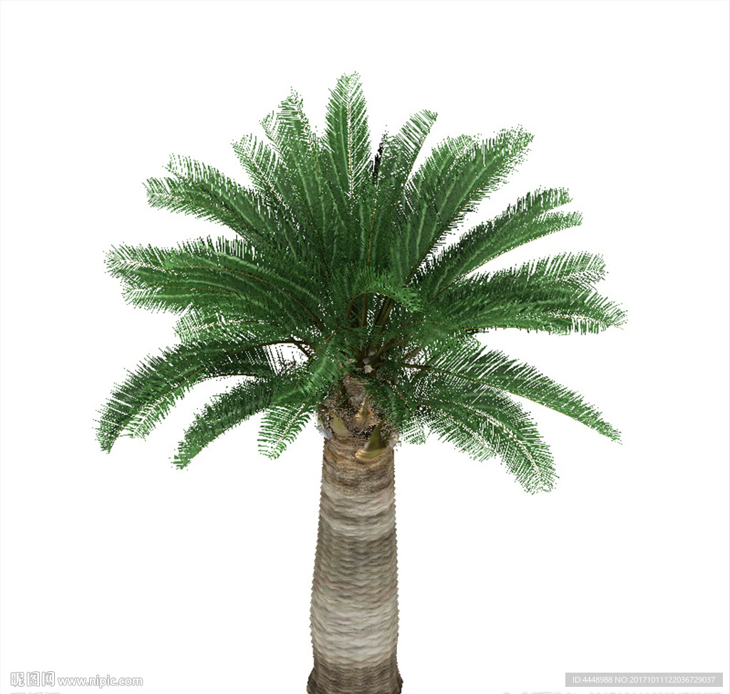 棕榈树植物模型