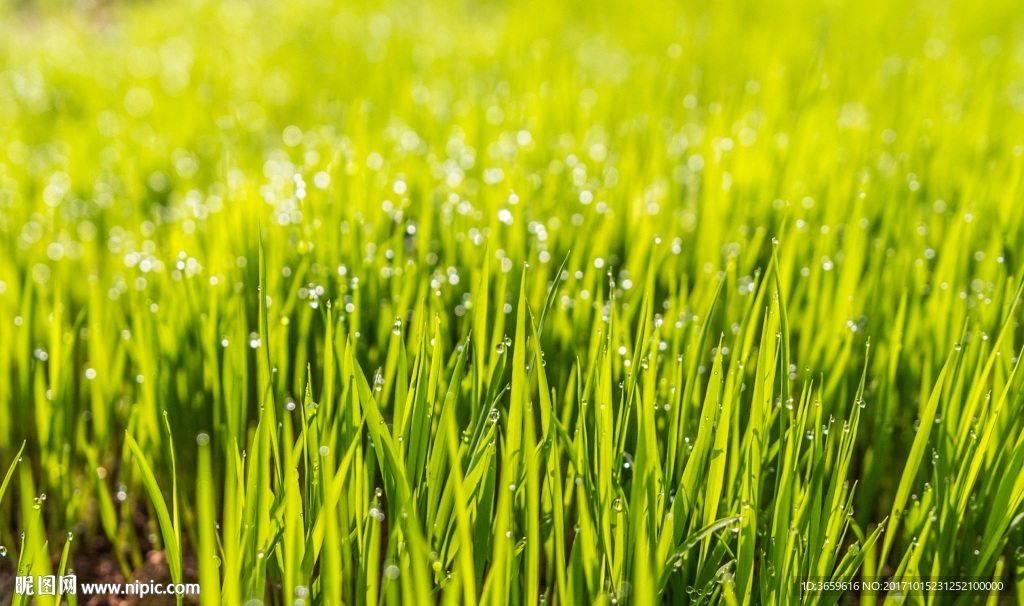 草 水珠