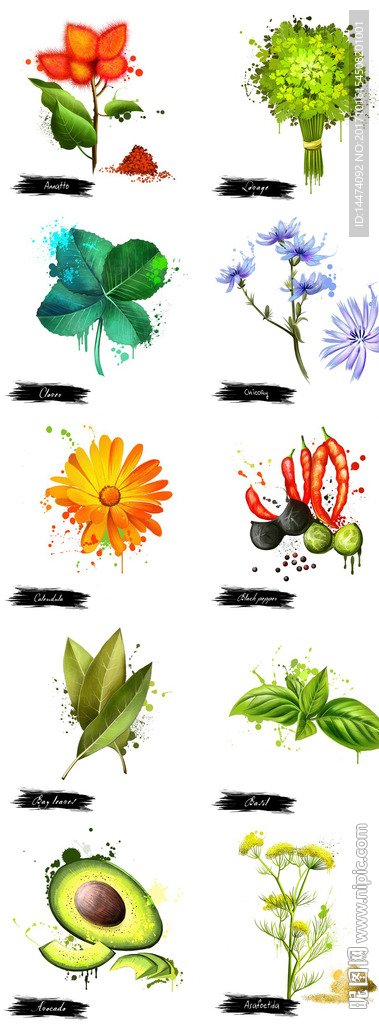 手绘水彩植物花朵