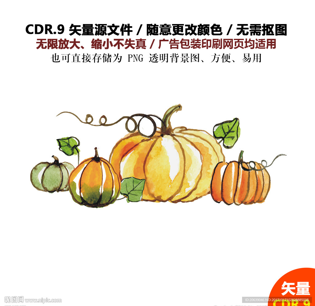 手绘蔬菜南瓜藤蔓矢量图