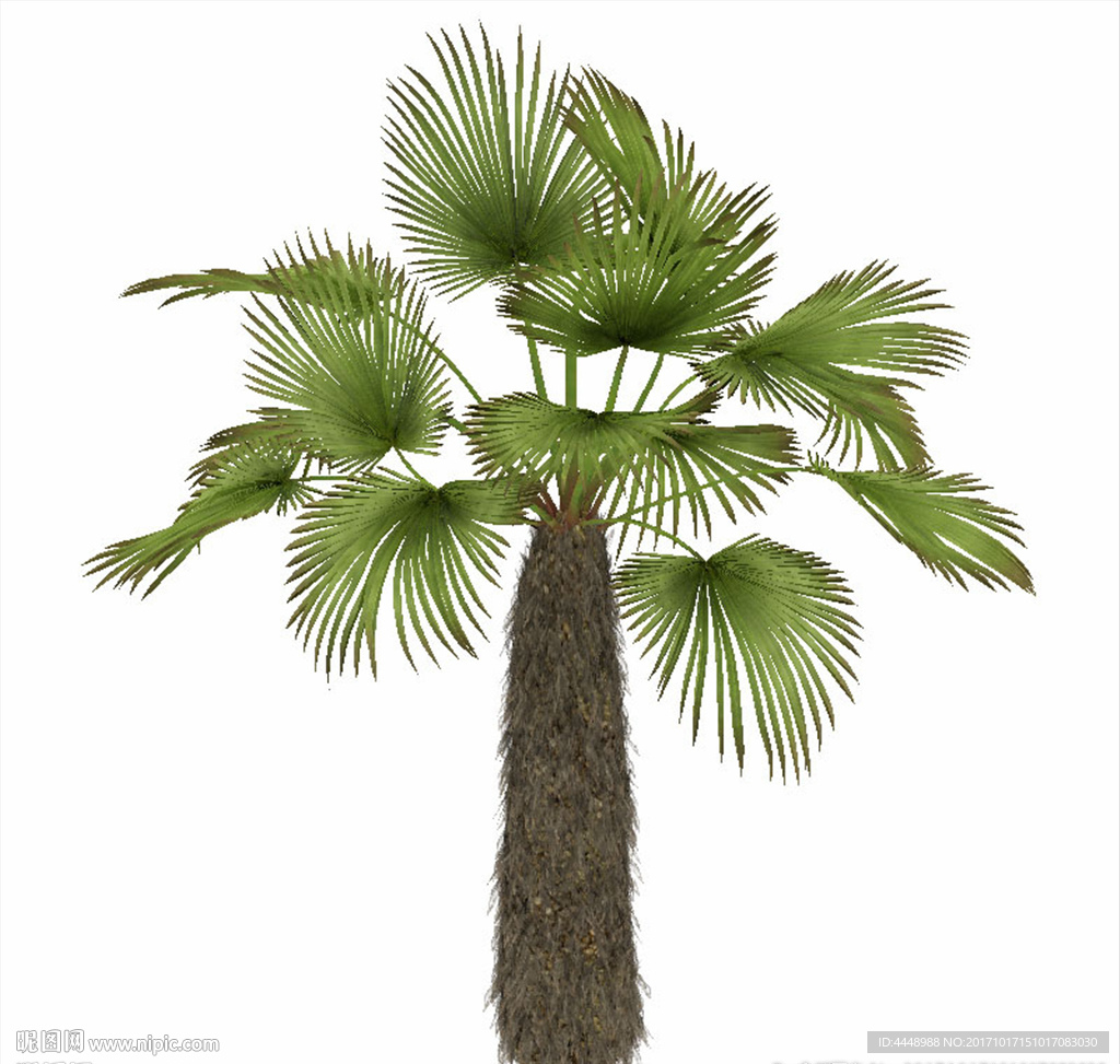 棕榈植物模型