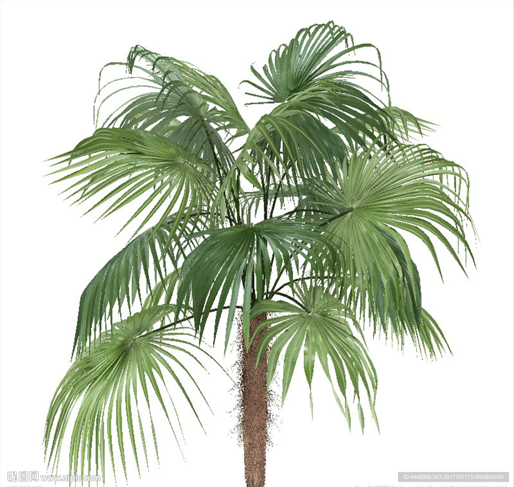 针叶植物模型