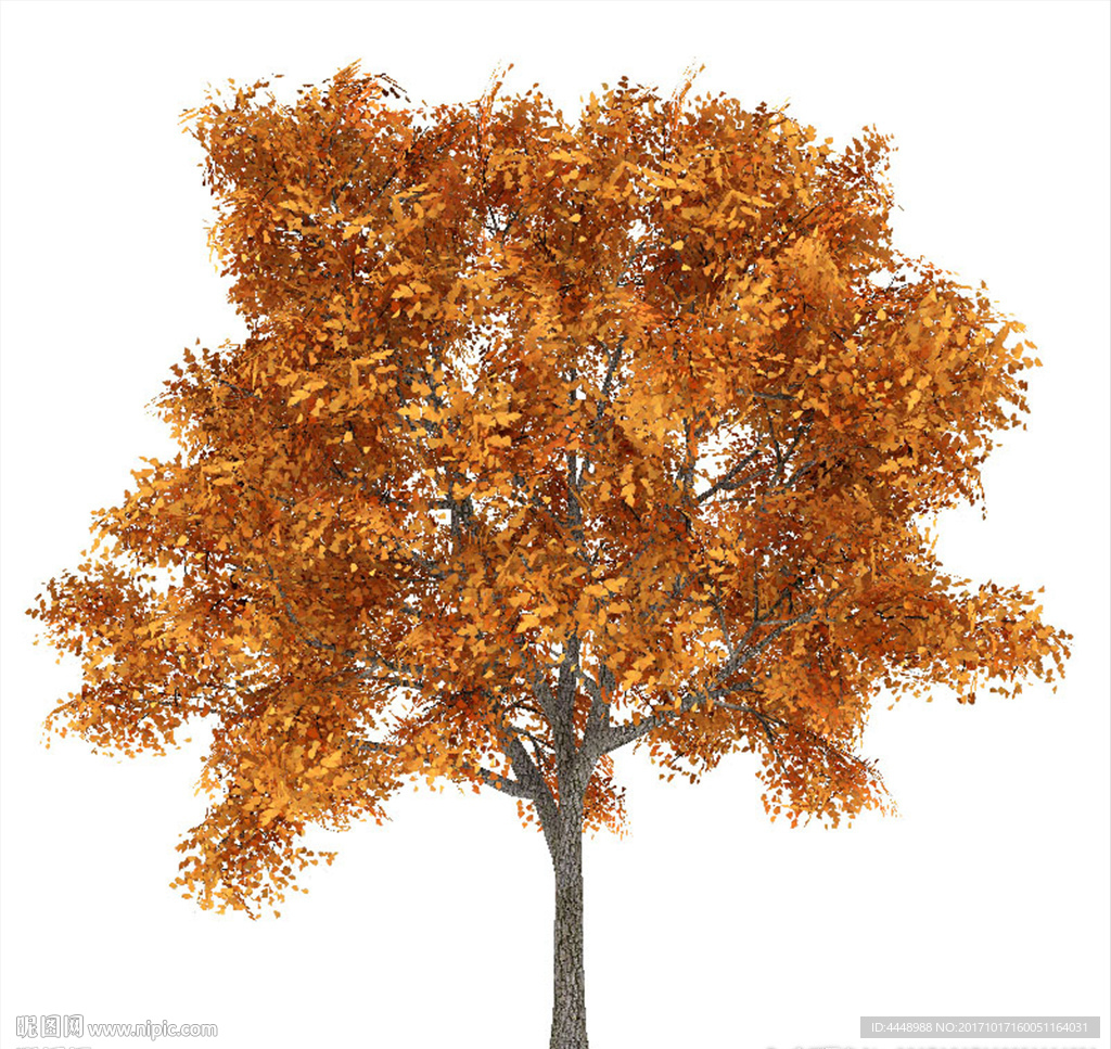 银杏树模型