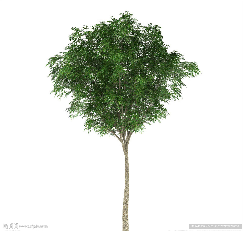 槐树模型