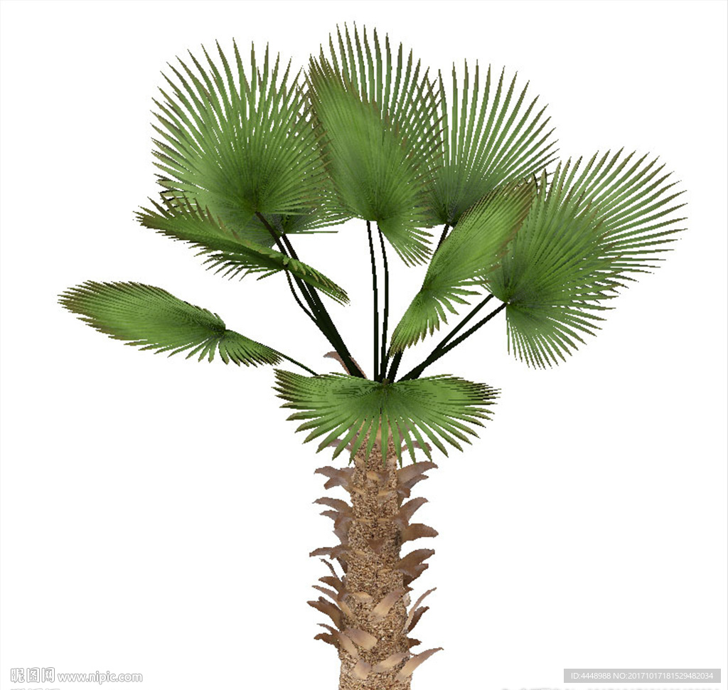植物棕榈树模型