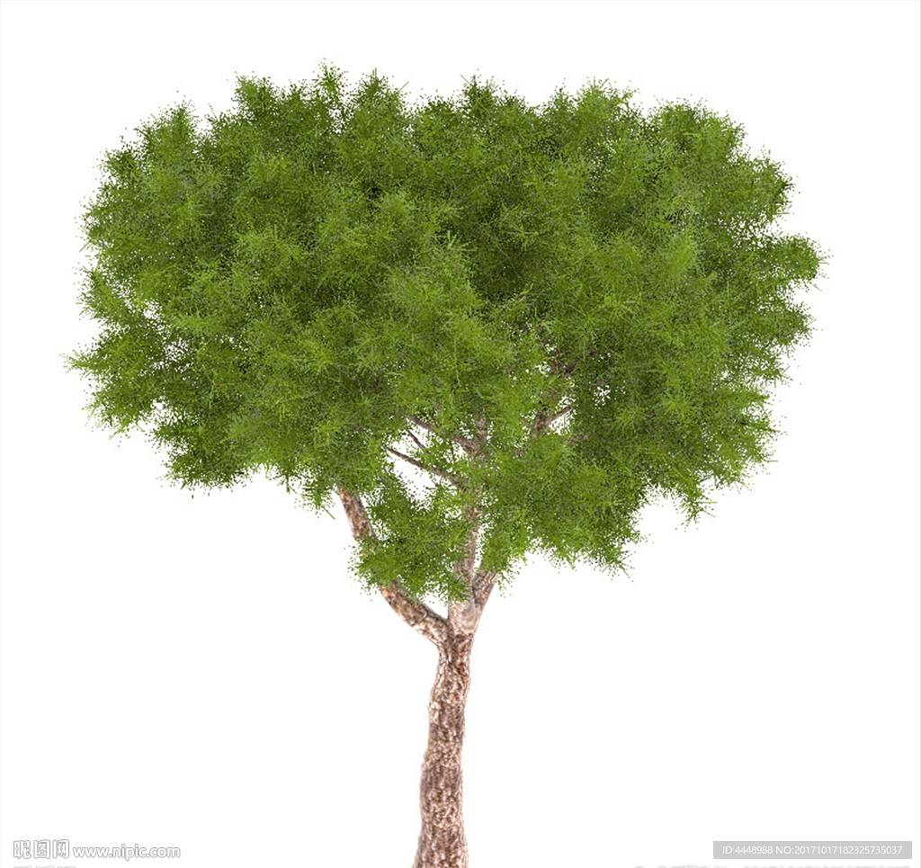 矮松树模型