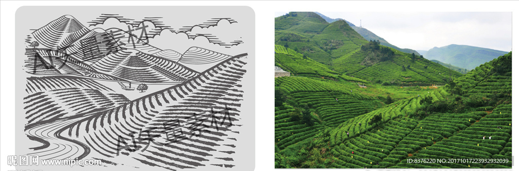 茶园线描图