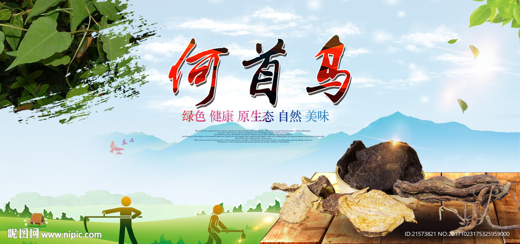 何首乌
