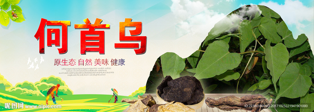 何首乌