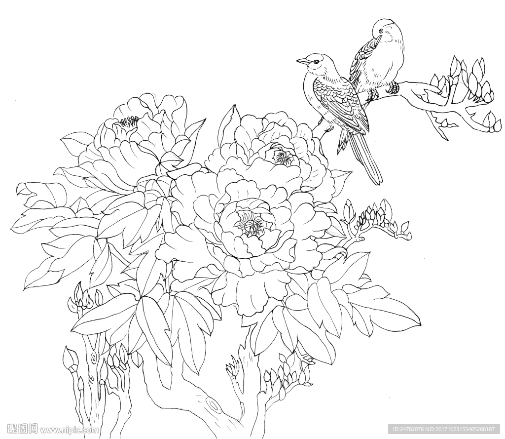 牡丹花鸟线稿