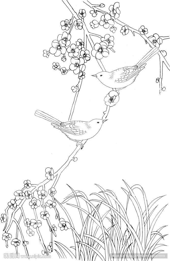 花鸟线稿