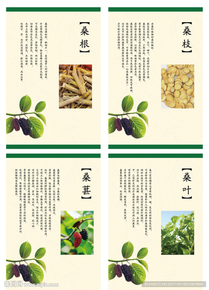 桑果桑叶介绍