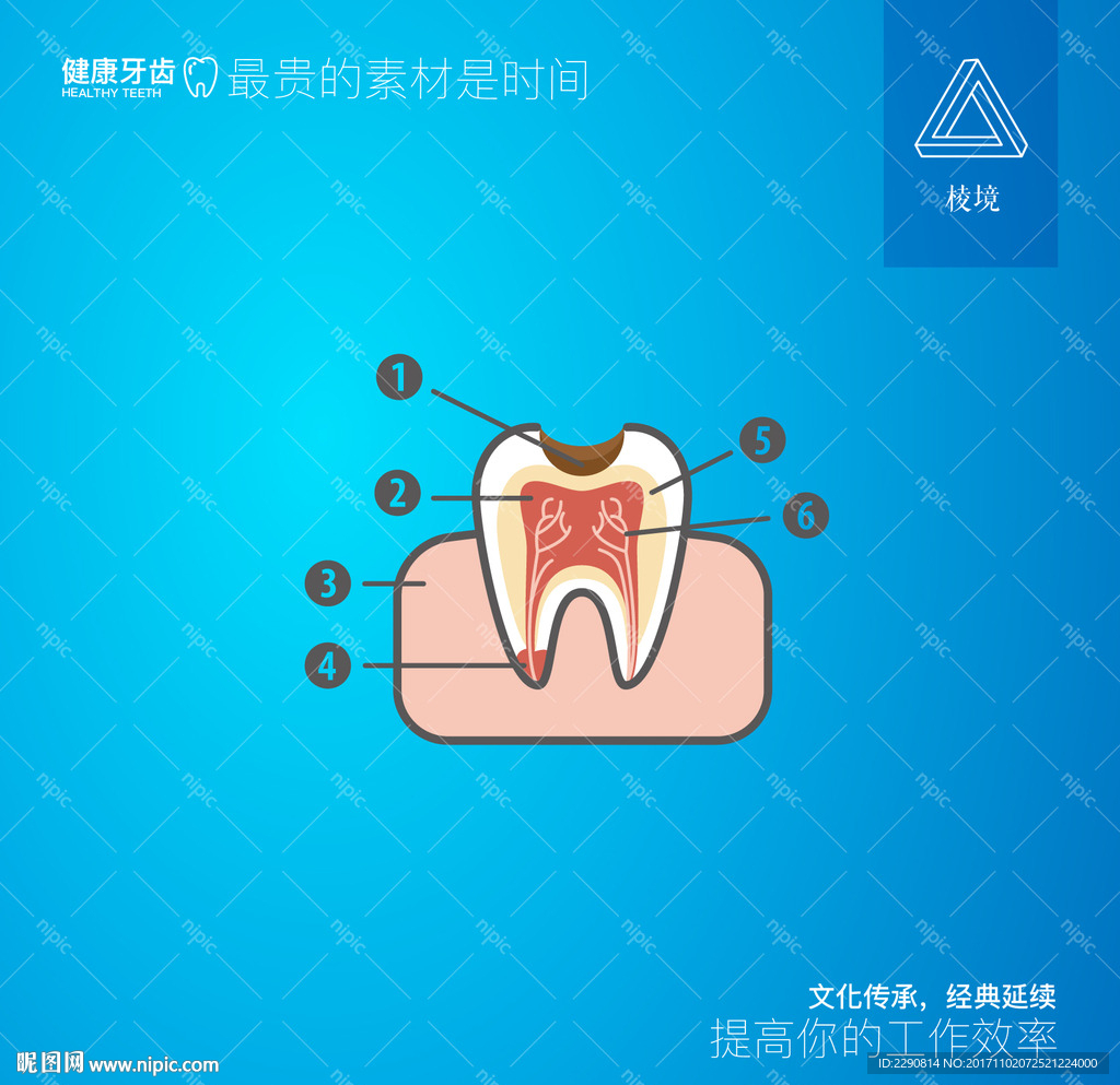 牙齿解剖