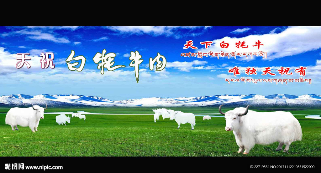 白牦牛宣传广告画