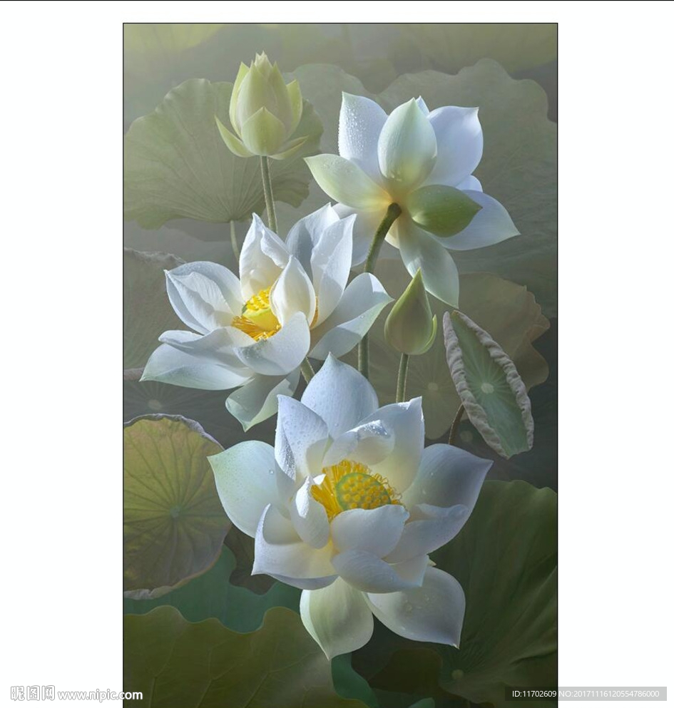 荷花 冰清玉洁 高清印刷