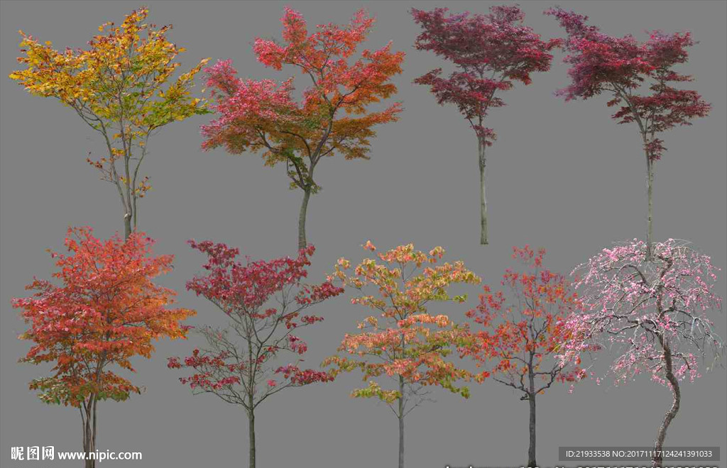 建筑景观效果图后期植物红色枫叶