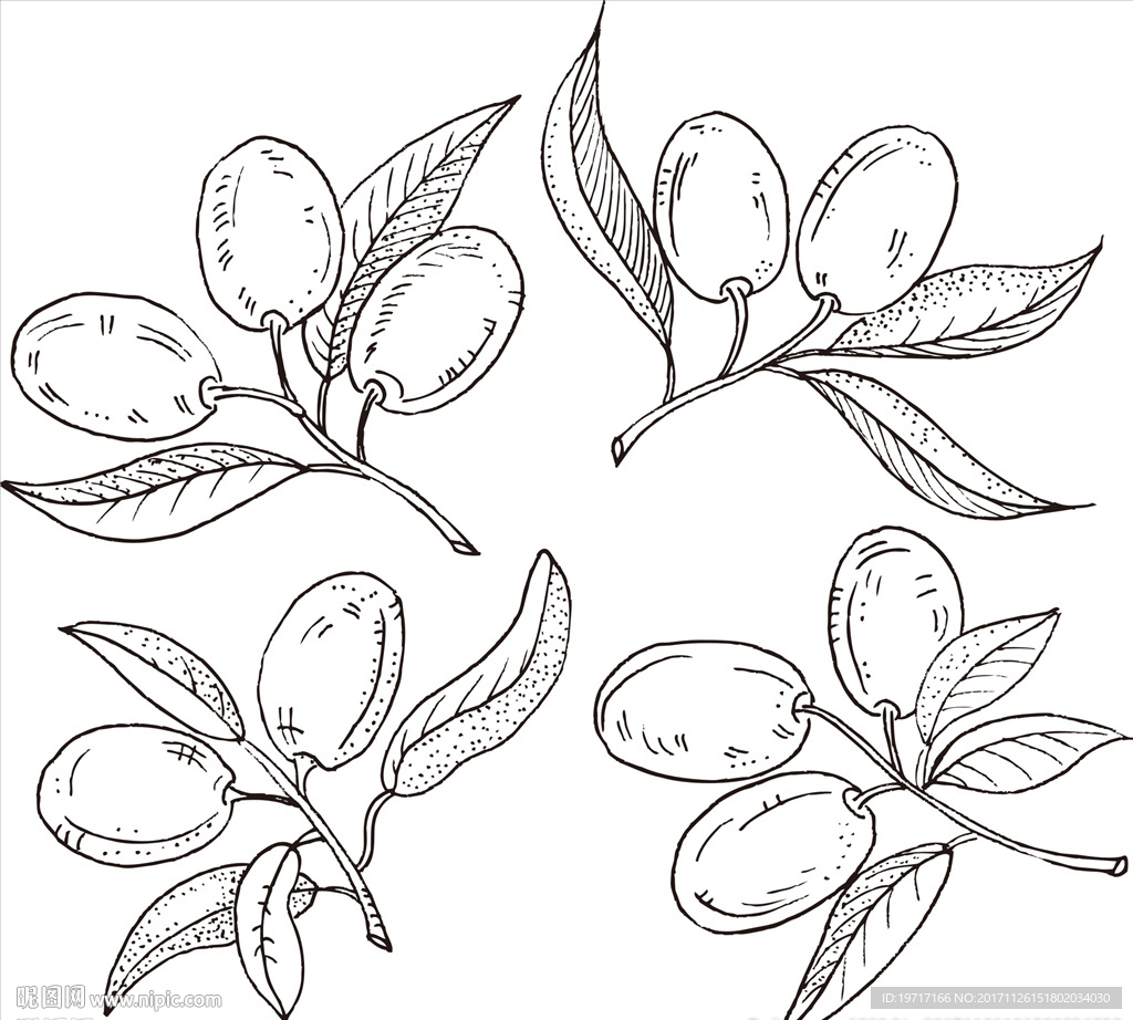 橄榄黑白矢量图