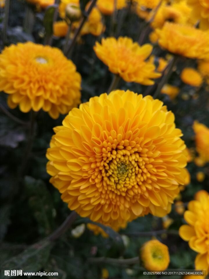 菊花