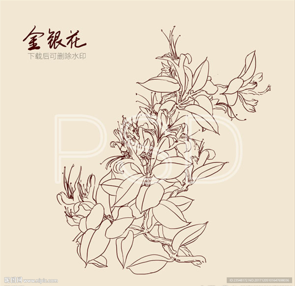 金银花手绘