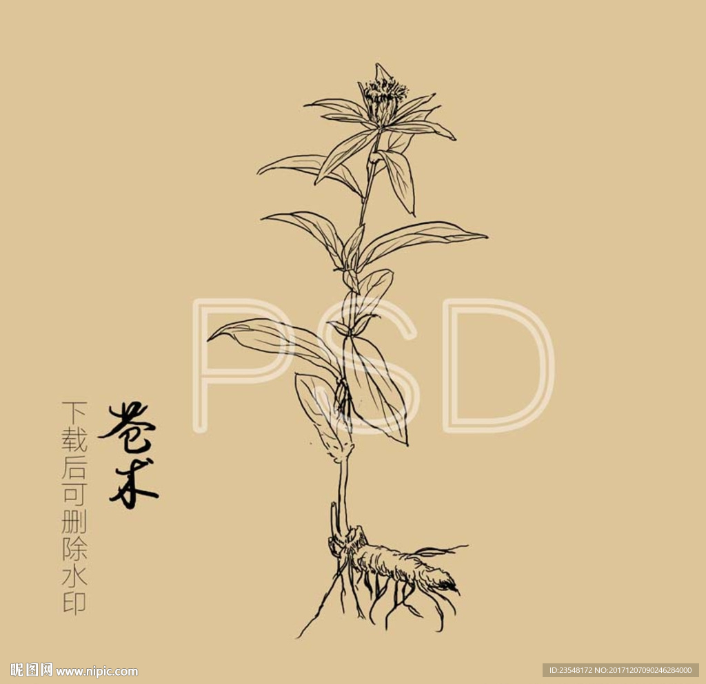 苍术