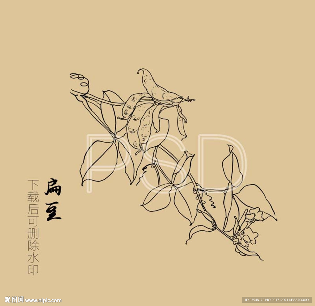 扁豆