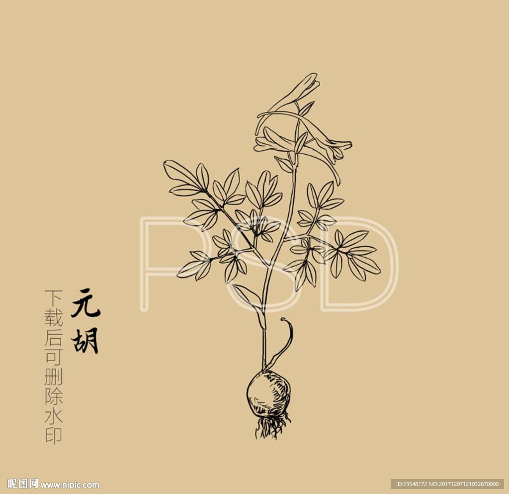 元胡