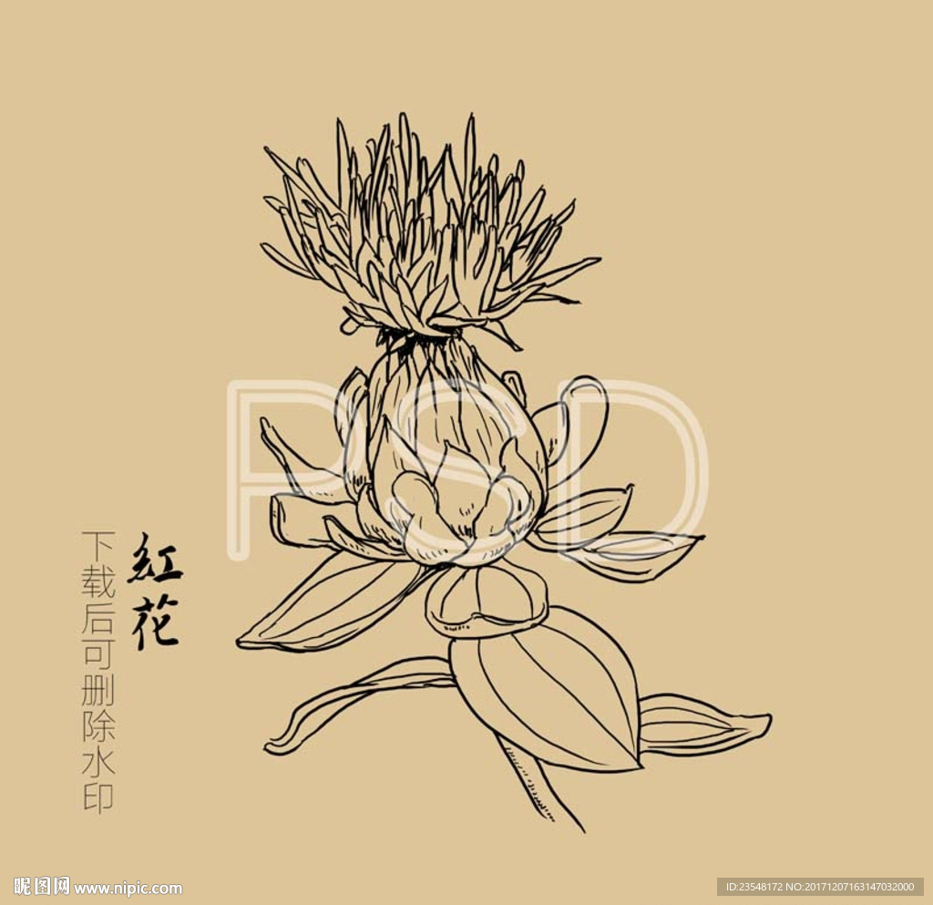 刺红花 中药红花