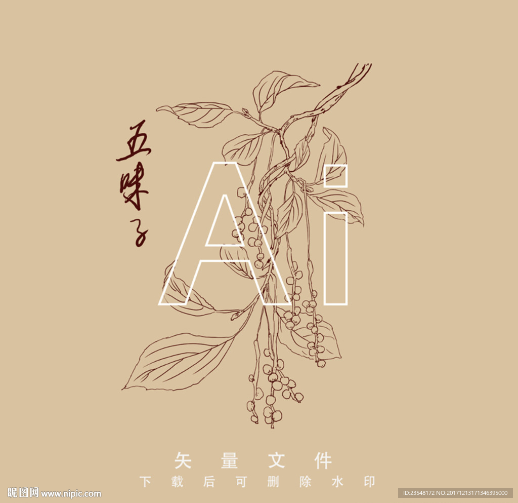 五味子线稿