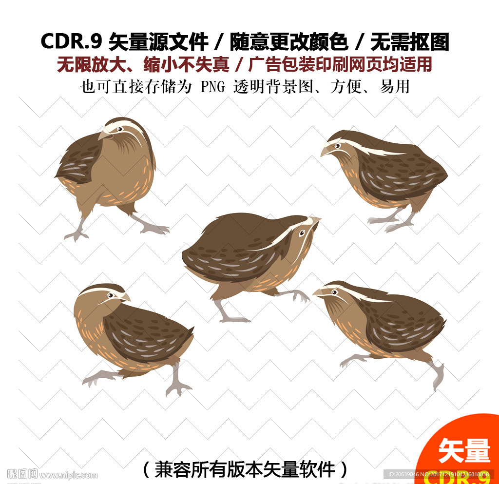 手绘小鸡鹌鹑矢量图