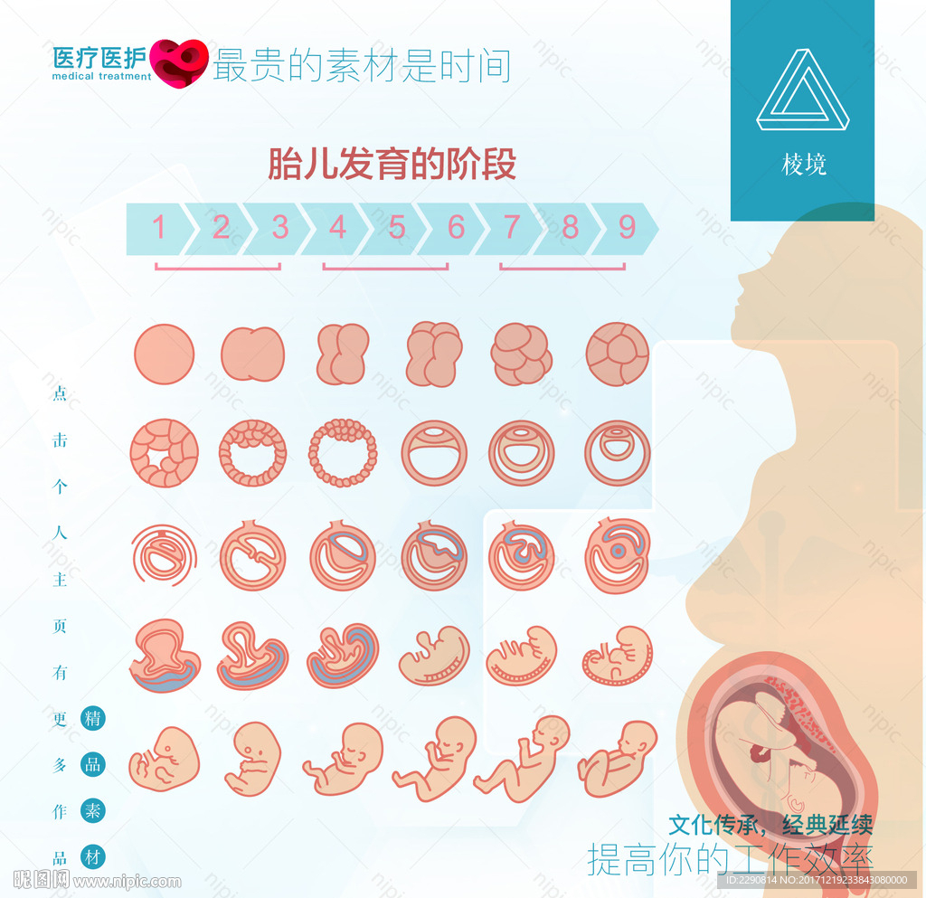 胎儿宝宝在肚子里每周的大小