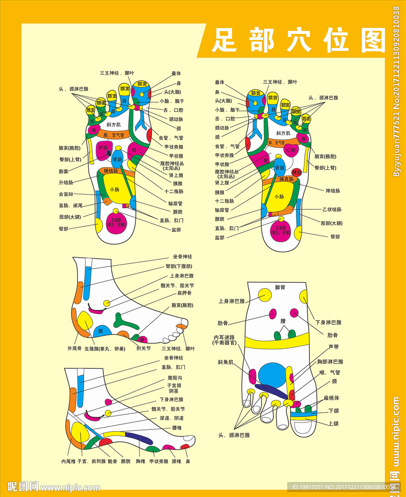 足部神经反射图片