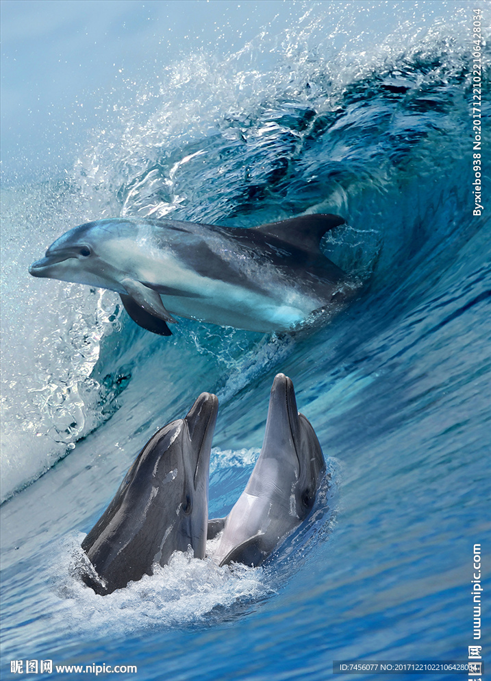 水中海浪海豚高清玄关过道