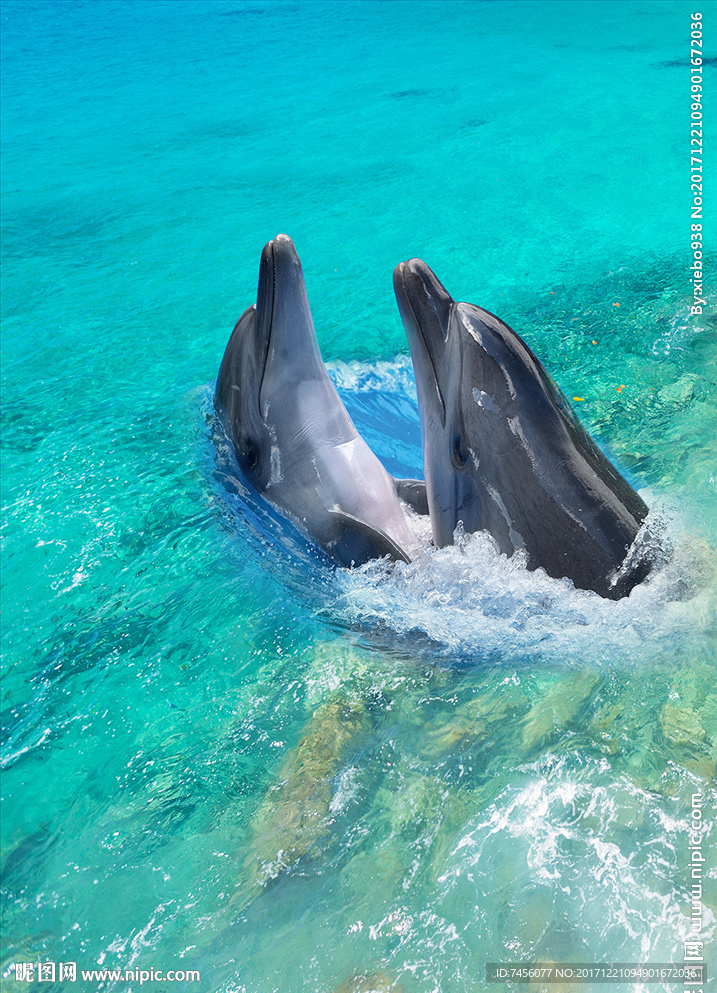 海豚之恋高清玄关过道