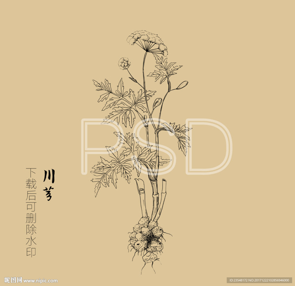 川芎