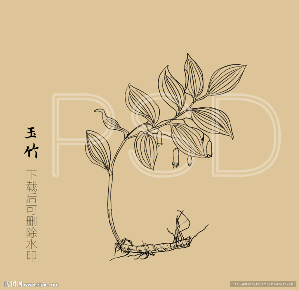 玉竹