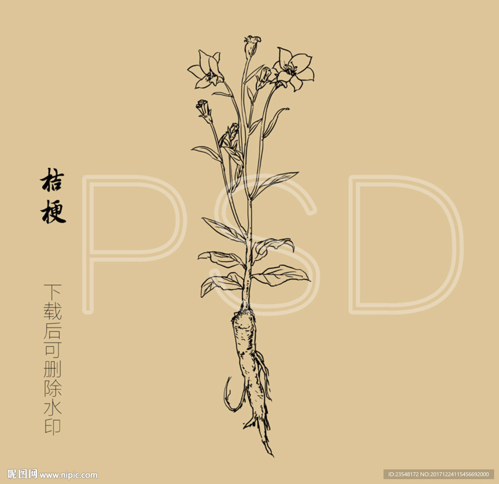 桔梗